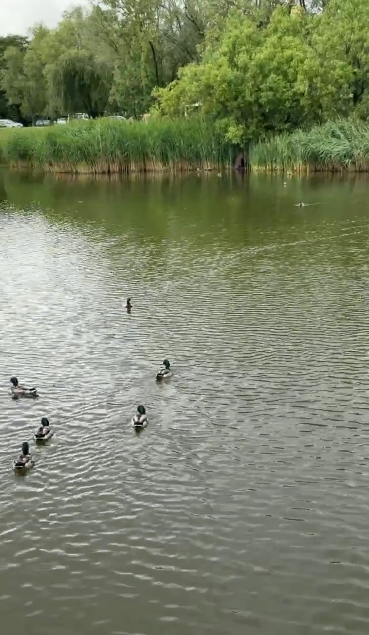Скриншот із відео. Duck’s Lake, 2 червня