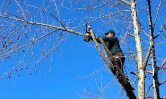 Де у Львові обрізатимуть дерева цього тижня: перелік локацій Шевченківського району