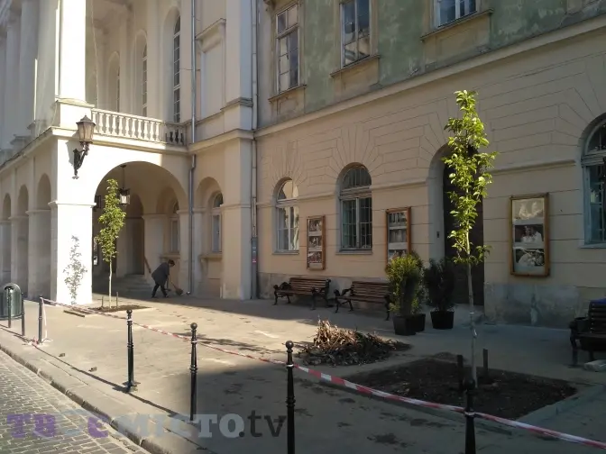 Поблизу театру Заньковецької посадили магнолії. Фото