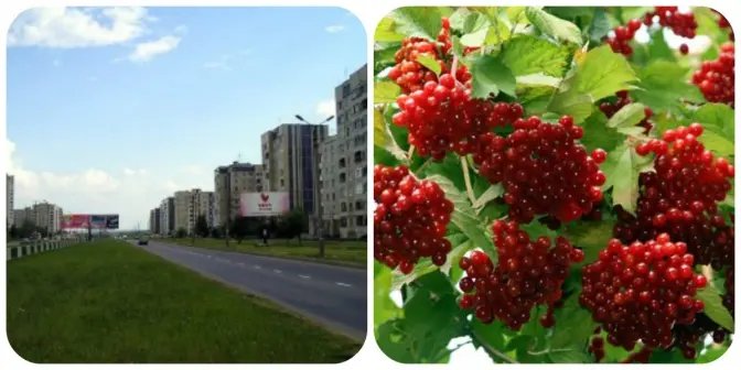У Львові з’явиться калинова алея
