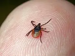 При укусі кліщів львів'янам радять звертатися до лікарів