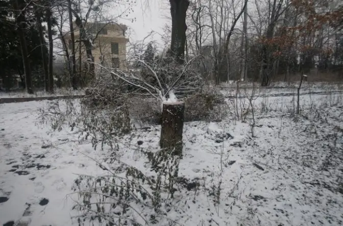 У львівському Парку культури регулярно крадуть дерева. Їх перефарбують у «некрасиві кольори»