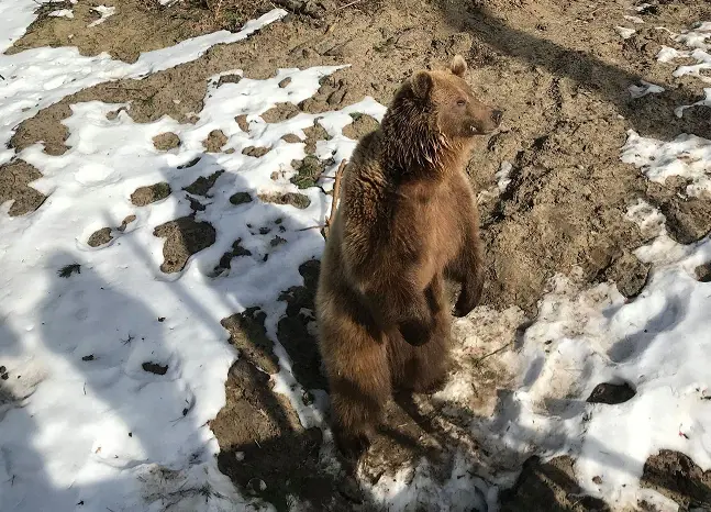 Притулок «Домажир» біля Львова прийме під опіку ще 8 нових ведмедів