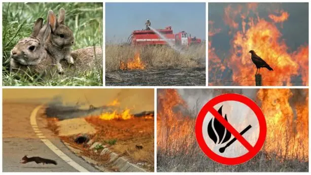 Львів’ян закликають не cпалювати сухостій