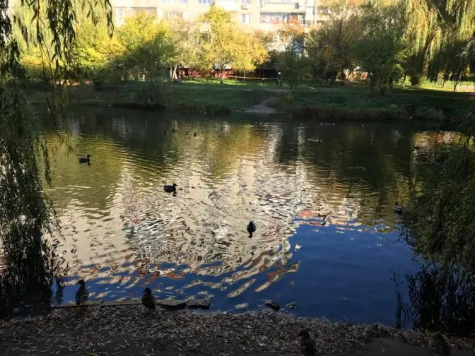 На вулиці Панча у Львові почали чистити озеро