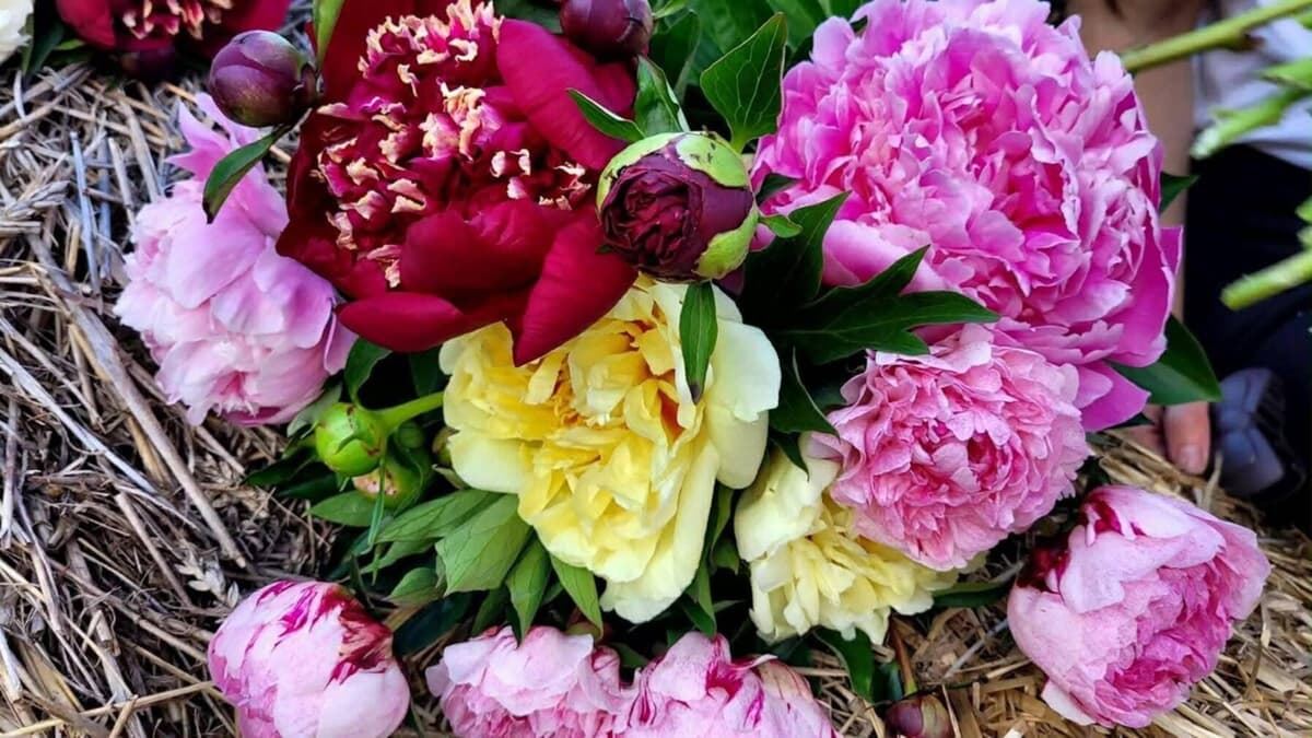 Благодійна квіткова подія у Львові: понад 350 сортів півоній та підтримка ЗСУ