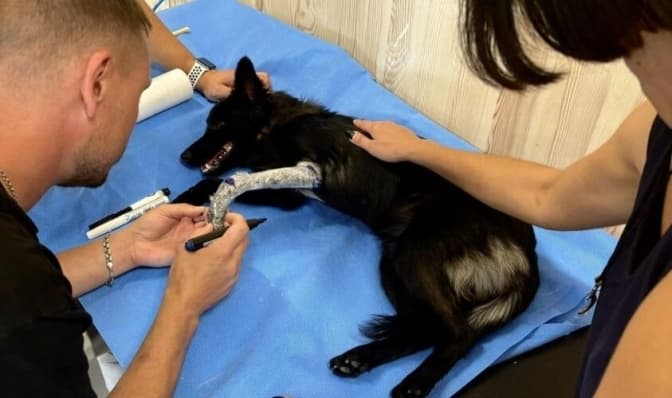 У реабілітаційному центрі у Львові вперше виготовлять ортез для собаки