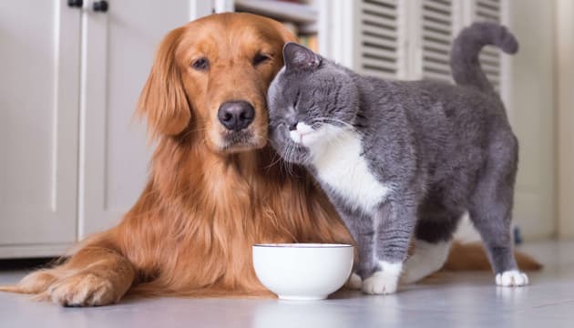 У Києві триває акція зі стерилізації домашніх тварин: деталі