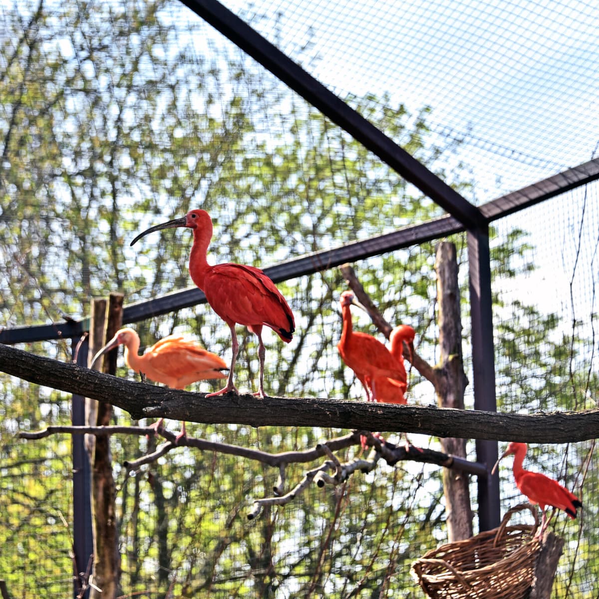 Весняне переселення в КиївЗоо: чотири види птахів повернулися до літнього авіарію