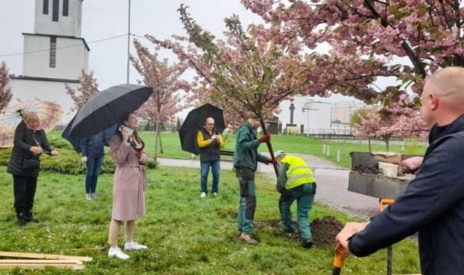 У якому районі Львова висадили найбільше дерев