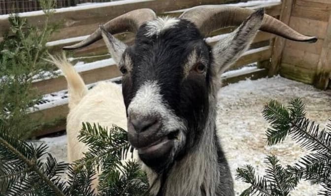 Львів’ян закликають приносити використані ялинки у Домівку врятованих тварин