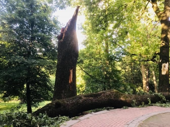 Від стихії у Львові постраждало п’ять історичних дерев