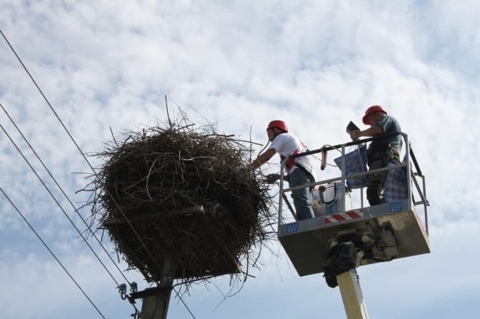 Ще дев’ятнадцять лелеченят врятували енергетики на Львівщині