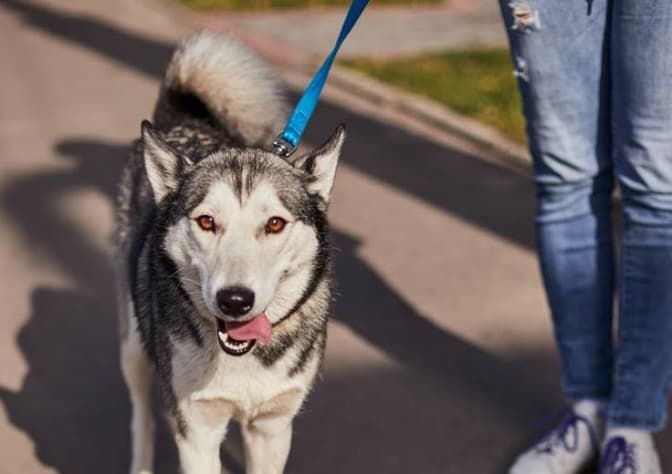 Фото: ЛКП "Лев"