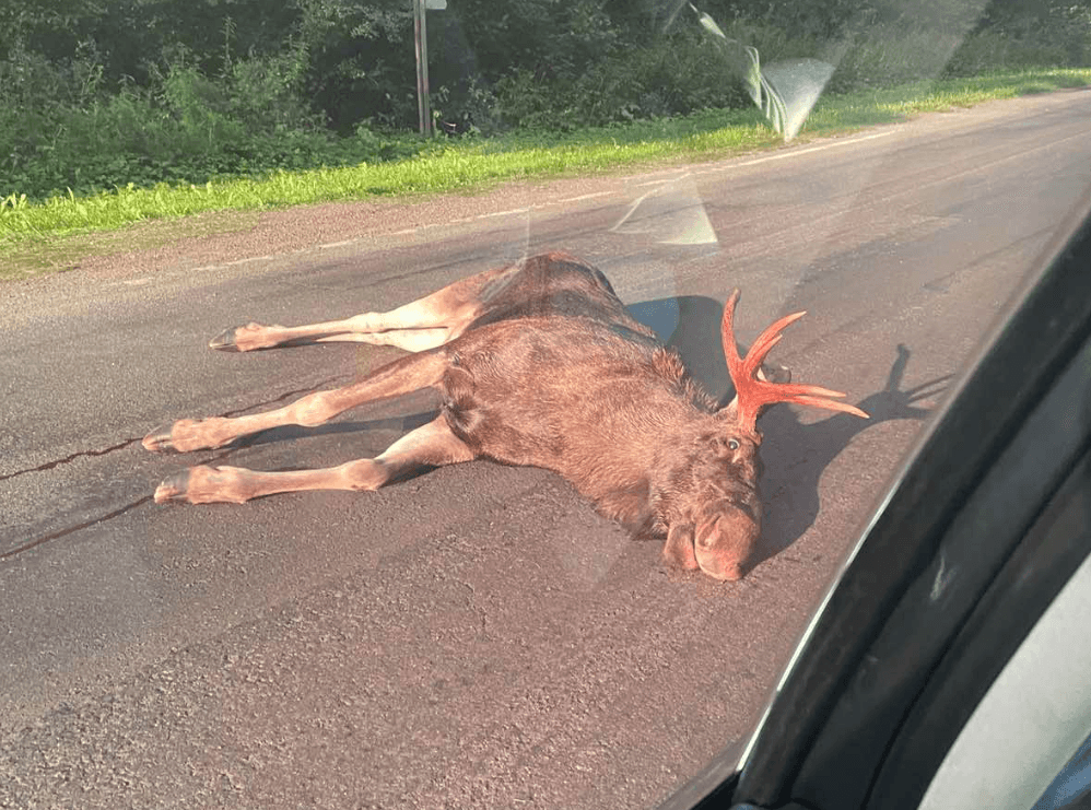 За вбивство лося на Львівщині водій має заплатити 130 тисяч грн