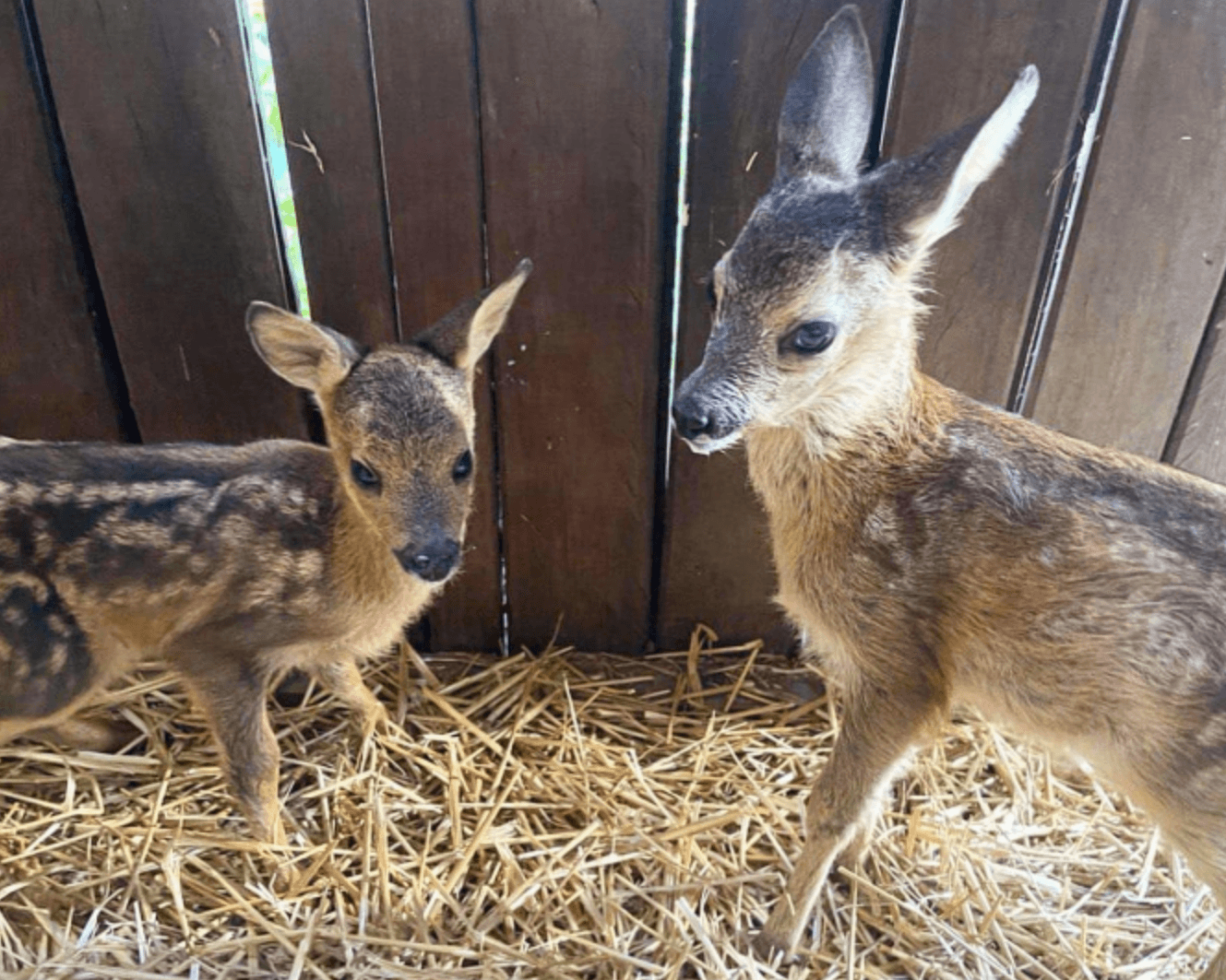 Врятовані косуленята / Фото: Центр порятунку диких тварин