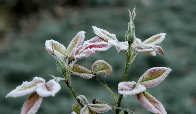 На Львівщині прогнозують заморозки