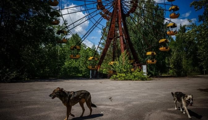 Як радіація вплинула на чорнобильських собак. Вчені виявили унікальні зміни у ДНК тварин