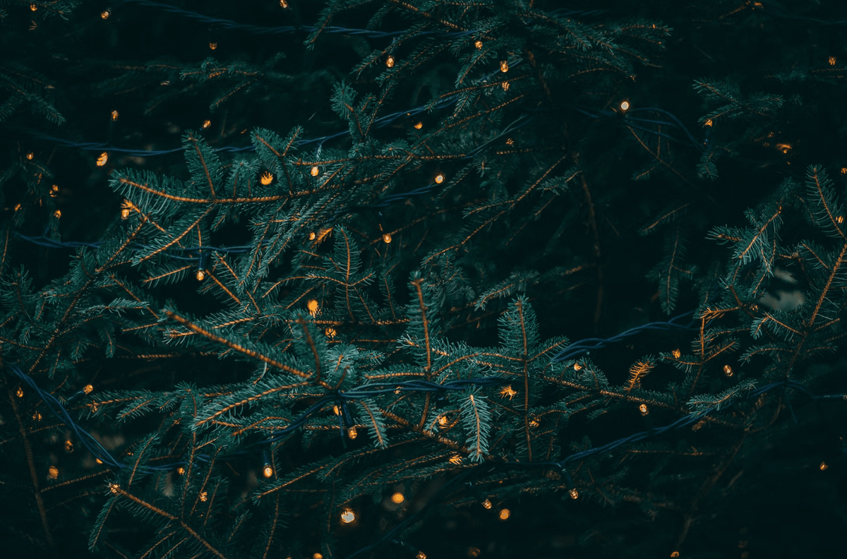 Де у Львові можна придбати ялинку. Перелік адрес