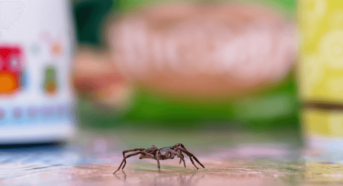 У Львові жінку вкусив павук і в неї почалася бактеріальна інфекція