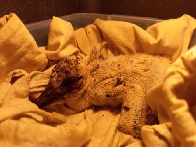 Фото: із Фейсбук сторінки Ореста Залипського