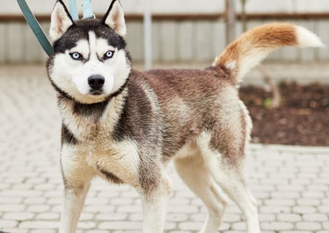 Забава, Фортуна та ще 6 чотирилапих шукають домівку. Фото