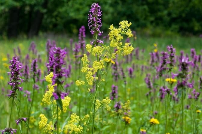 Забудовник програв суд з Київрадою за «Троєщинські луки»