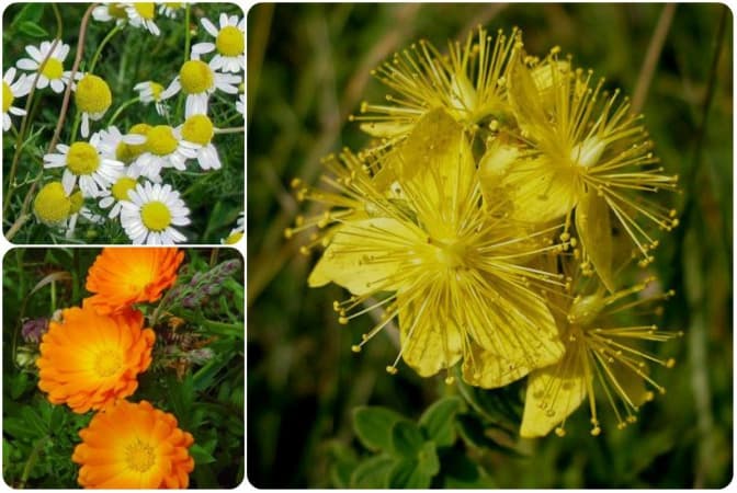 Як правильно збирати та заготовлювати лікарські трави. Список порад