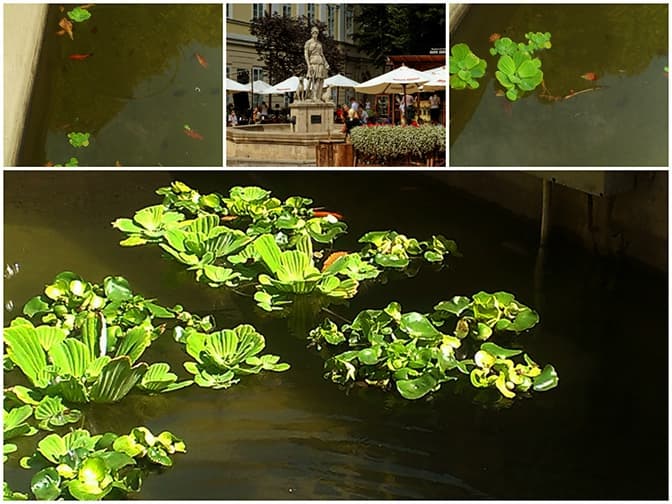 У фонтані біля Діани у Львові з’явилися золоті рибки