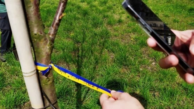 На Оболоні висадили 15 сакур, які допоможуть закупити обладнання для «Азову»