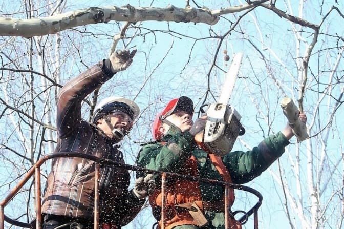 Де у Львові цього тижня зрізатимуть дерева: перелік адрес