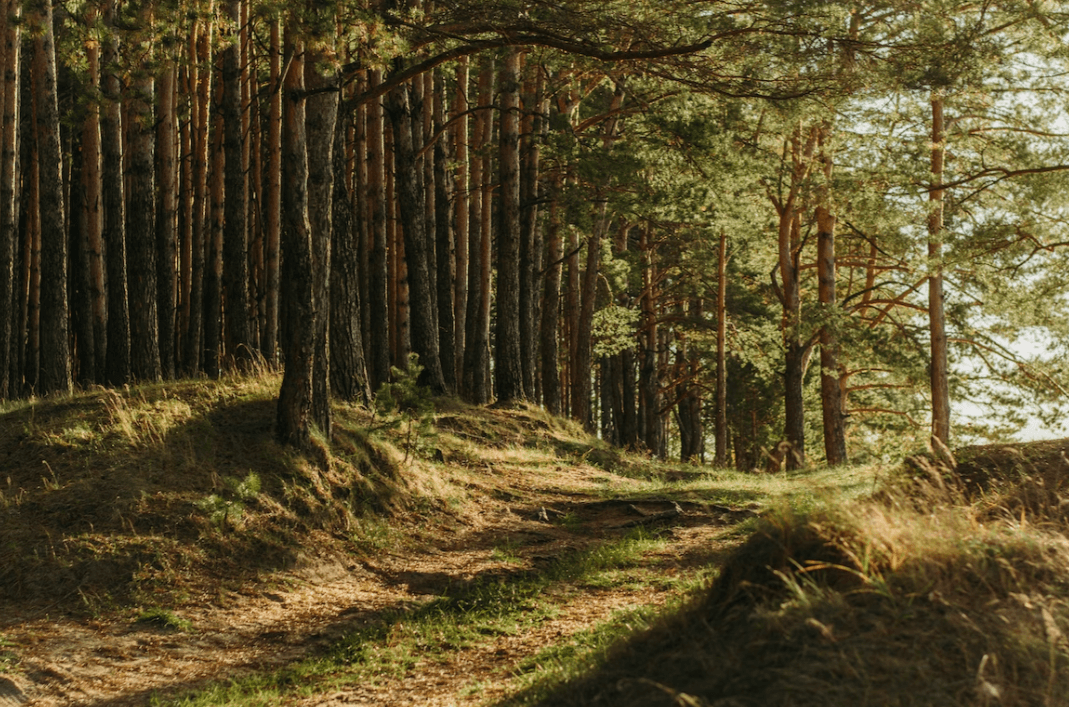 Підприємство зі Львівщини має відшкодувати 200 тисяч грн за незаконно зрізані дерева