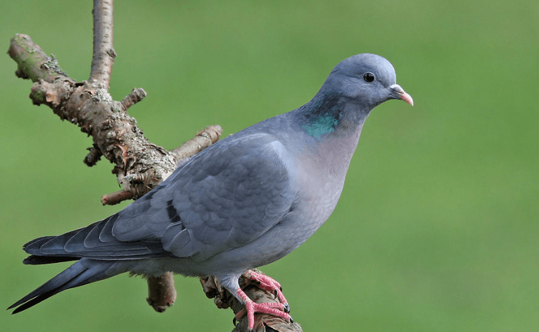 Голуб-синяк / Фото: digiscoped.com