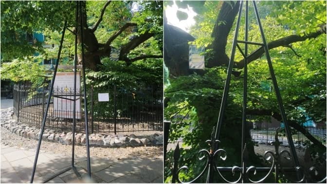 «Київзеленбуд» встановив підтримувачі для 300-річної липи. На черзі 200-річний каштан Шевченка