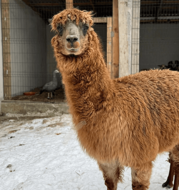Альпака, яку привезли до Львова із Запорізького напрямку / Фото: Домівка врятованих тварин