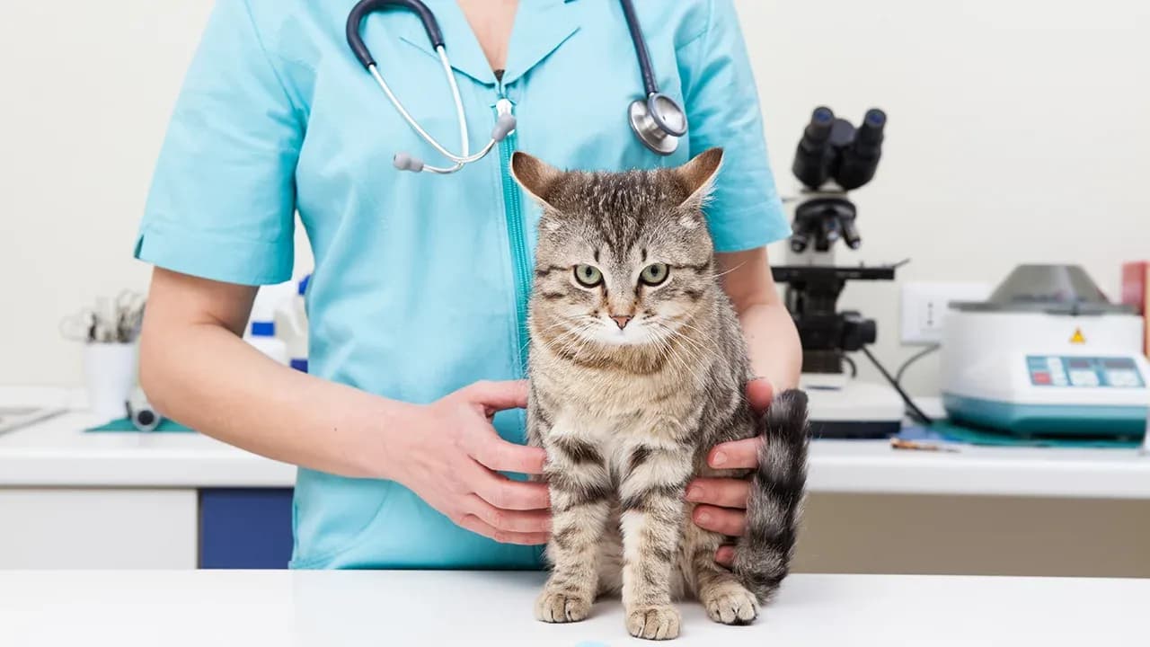 Кіт у лікарні / фото з відкритих джерел