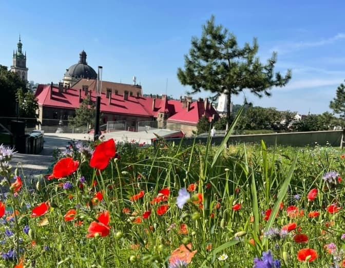 На одній з львівських меморіальних алей засіяли різнотрав’я