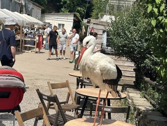 Понад 300 тис. грн зібрали на благодійному ярмарку «Домівки врятованих тварин» у Львові