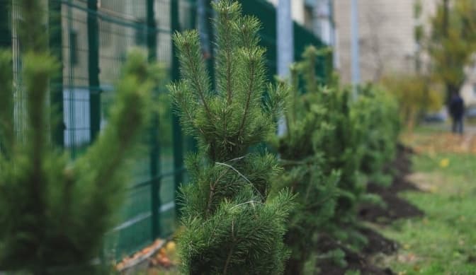 У Києві на Лісовому масиві в межах місячника з благоустрою висадили сосни й прибрали територію