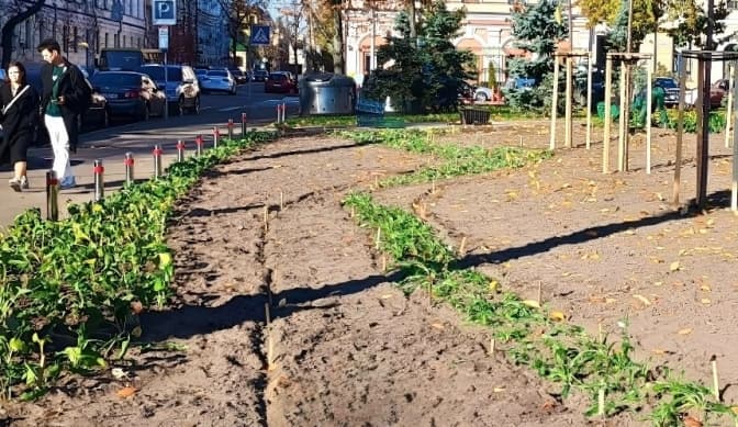 На Контрактовій площі висадили багаторічні квіти та злакові трави
