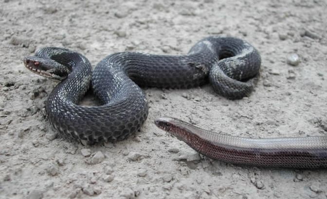 На Львівщині було найбільше в Україні випадків укусів змій