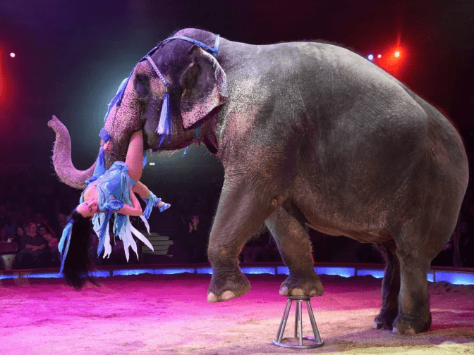 У Львові зооактивісти просять заборонити використання тварин у циркових виставах