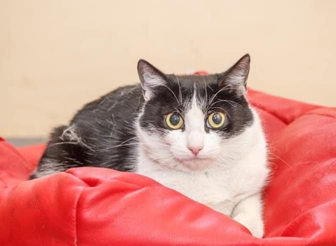 Четверо пухнастих котиків шукають нові домівки. Фото