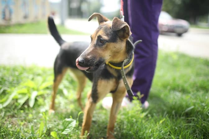 фото: ЛКП "Лев"/Facebook