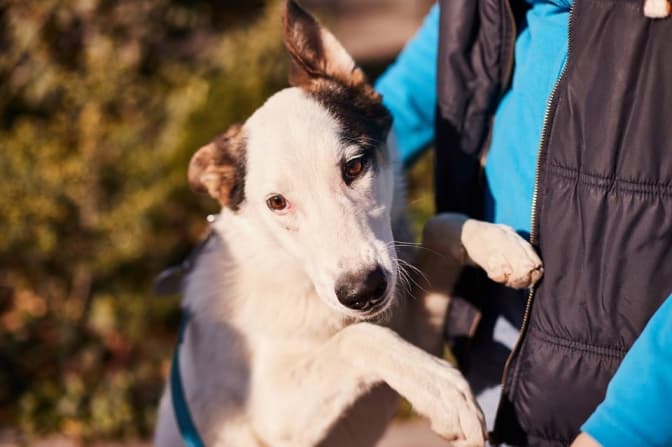 Вихованці ЛКП «Лев» шукають нових господарів. Фото