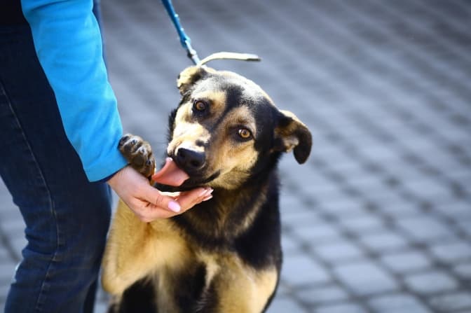 Румба та Аляска: 9 песиків ЛКП «Лев» шукають нові домівки. Фото