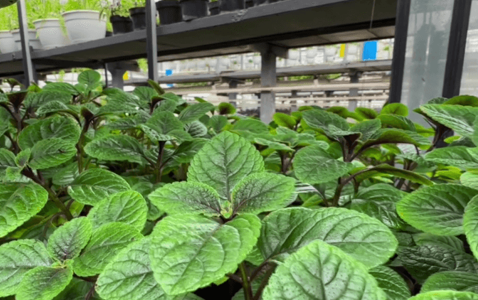 Весняне озеленення Києва: у місті висадять майже 3 тисячі дерев і понад 3 мільйони квітів