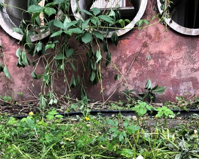 У Львові викосили дощовий сад на вулиці Бандери