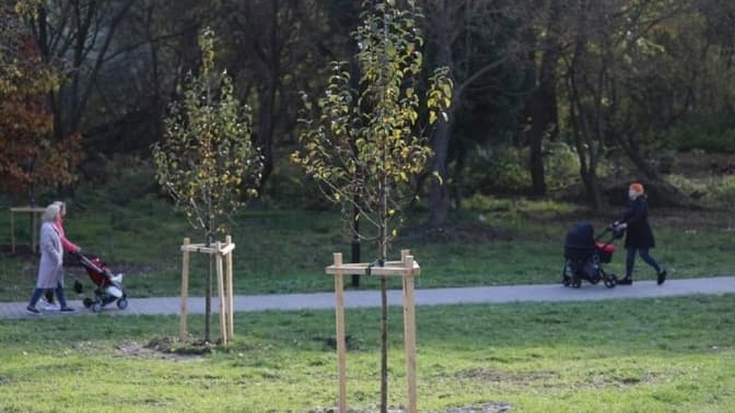 У Львові розпочалась акція «Хочу посадити дерево». Як доєднатися