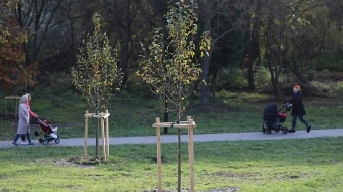 Скільки мешканців Львова зголосились посадити іменне дерево